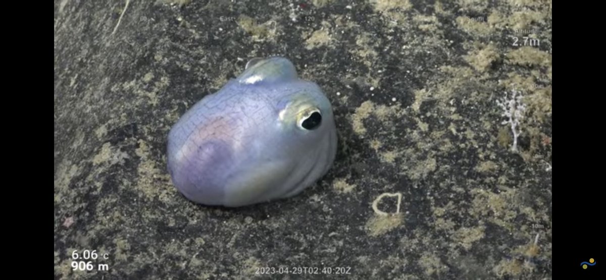 CaliKatBird's tweet photo. I can’t stand the cuteness!! Not sure if it’s octopus or squid, but it is freaking adorable!!! 😍🥰 Maybe Bobtail Squid? 🤔@SchmidtOcean #FalkorToo #WhitingBank https://t.co/afY5qzxRXQ