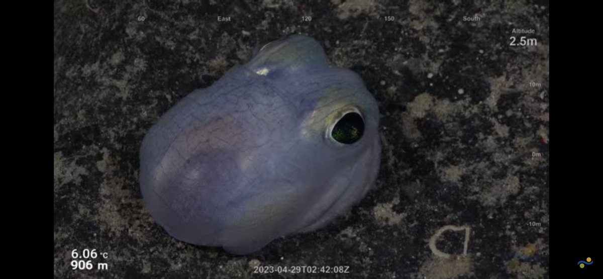 CaliKatBird's tweet photo. I can’t stand the cuteness!! Not sure if it’s octopus or squid, but it is freaking adorable!!! 😍🥰 Maybe Bobtail Squid? 🤔@SchmidtOcean #FalkorToo #WhitingBank https://t.co/afY5qzxRXQ