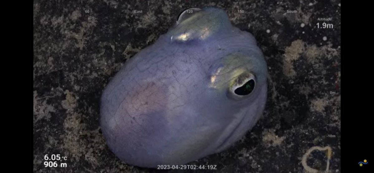 CaliKatBird's tweet photo. I can’t stand the cuteness!! Not sure if it’s octopus or squid, but it is freaking adorable!!! 😍🥰 Maybe Bobtail Squid? 🤔@SchmidtOcean #FalkorToo #WhitingBank https://t.co/afY5qzxRXQ