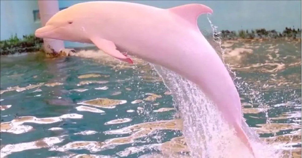 TabithaAileen's tweet photo. Super rare pink #dolphin || I heard that people who see it will be #lucky https://t.co/VEfKefEsRf