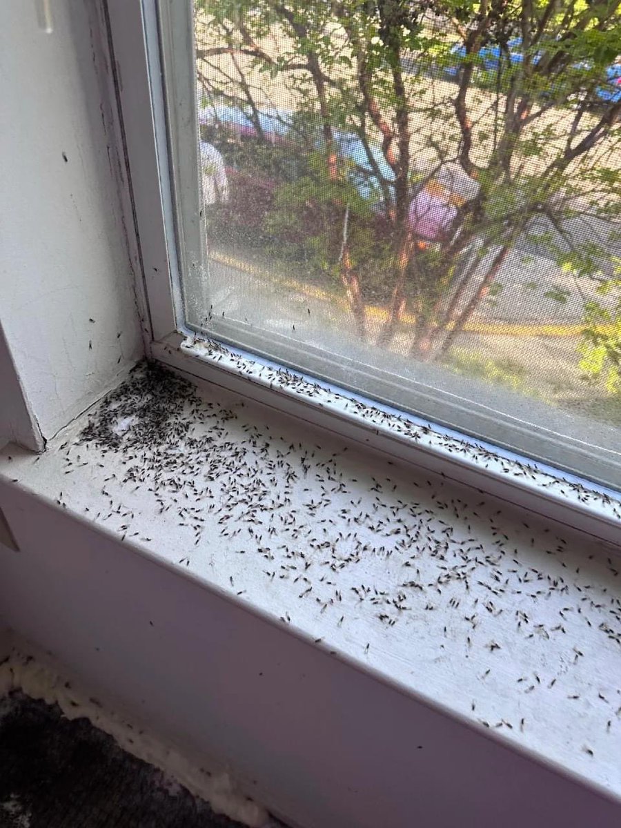 KMNONSCENE's tweet photo. BREAKING STORY: Ms. Latonia Boulware has been fighting termites in her mothers apartment. The complaints grandmother had to try and enjoy her 84th birthday just last week with these pest...They are asking for the help NOW! Can you @MayorBowser @LindseyVParker @DMOIDC https://t.co/u11WmVThvR