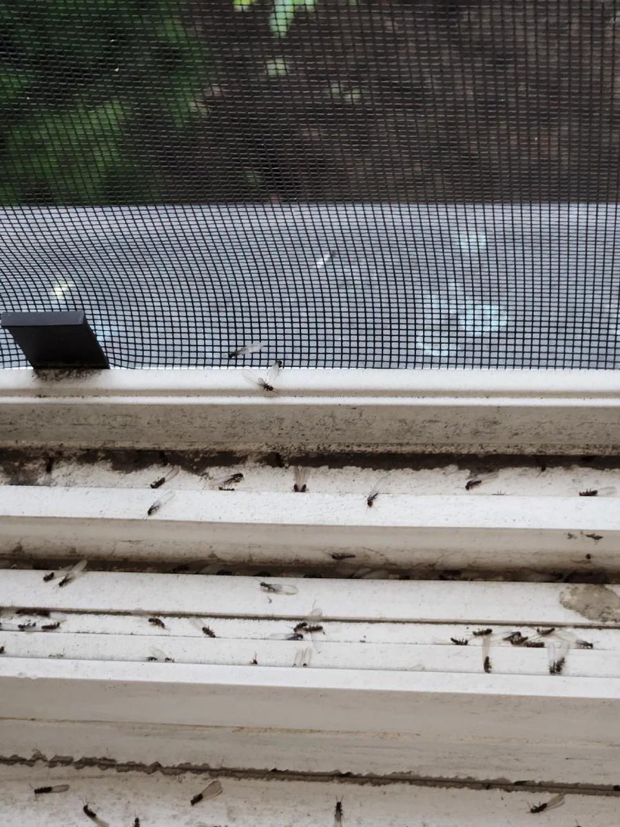 KMNONSCENE's tweet photo. BREAKING STORY: Ms. Latonia Boulware has been fighting termites in her mothers apartment. The complaints grandmother had to try and enjoy her 84th birthday just last week with these pest...They are asking for the help NOW! Can you @MayorBowser @LindseyVParker @DMOIDC https://t.co/u11WmVThvR