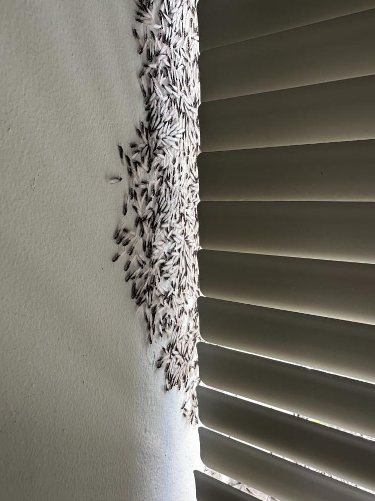KMNONSCENE's tweet photo. BREAKING STORY: Ms. Latonia Boulware has been fighting termites in her mothers apartment. The complaints grandmother had to try and enjoy her 84th birthday just last week with these pest...They are asking for the help NOW! Can you @MayorBowser @LindseyVParker @DMOIDC https://t.co/u11WmVThvR