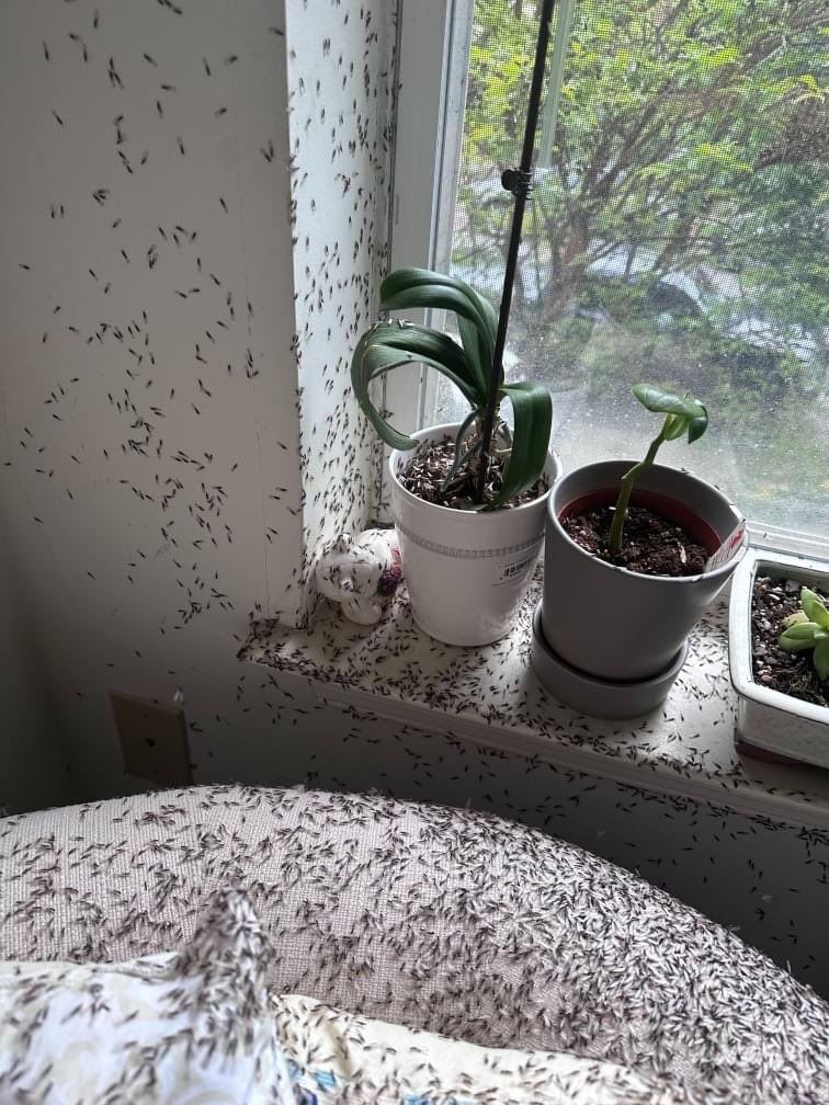 KMNONSCENE's tweet photo. BREAKING STORY: Ms. Latonia Boulware has been fighting termites in her mothers apartment. The complaints grandmother had to try and enjoy her 84th birthday just last week with these pest...They are asking for the help NOW! Can you @MayorBowser @LindseyVParker @DMOIDC https://t.co/u11WmVThvR