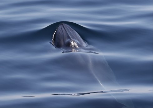 NOAA Fish Southeast tweet media