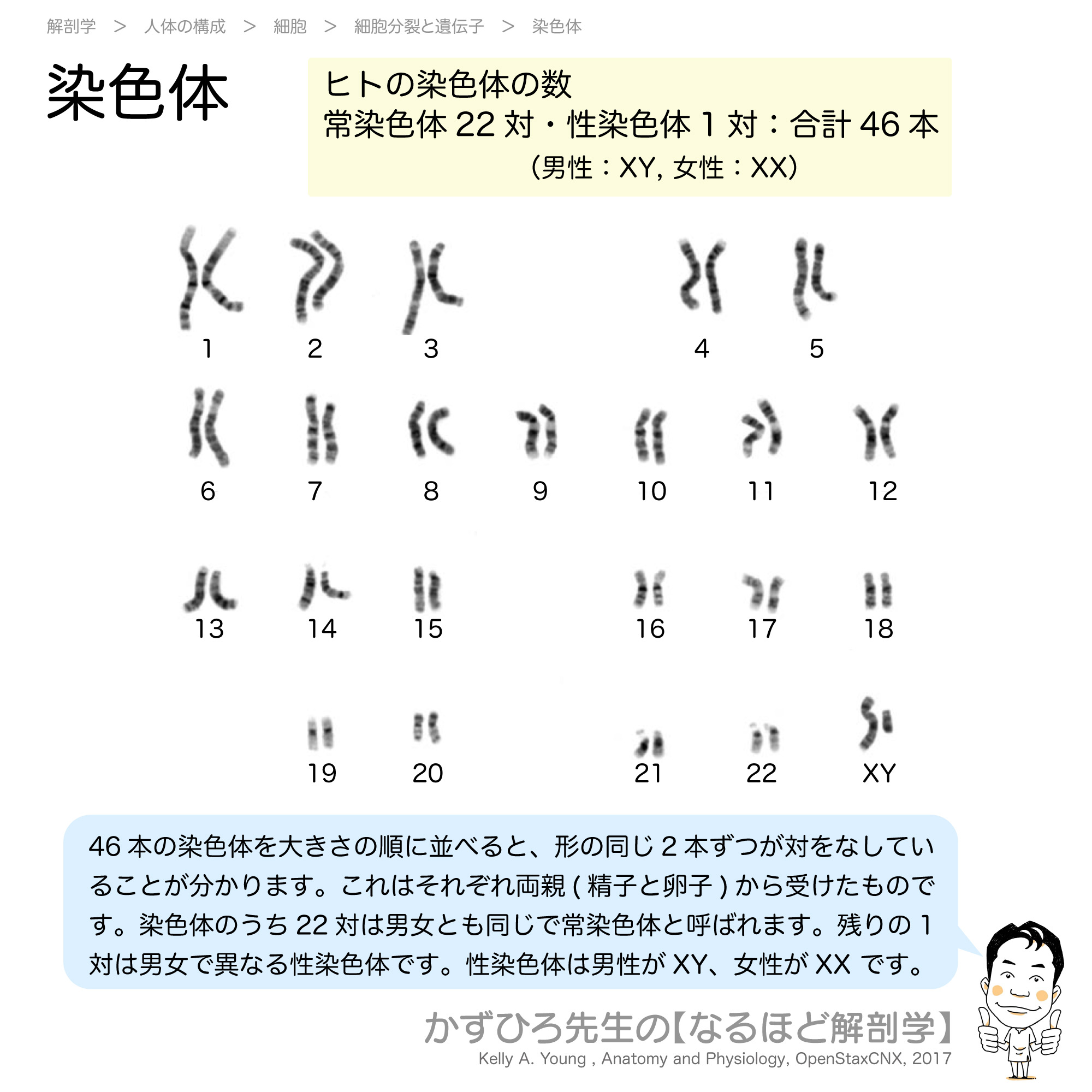 黒澤一弘（かずひろ）解剖学IT教育・指圧師・ラダック على X