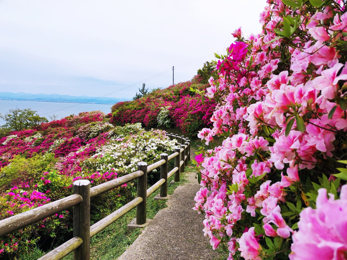大好きな美保神社に参拝後、関の五本松公園に登ったら、ちょうどツツジが満開でと～ってもキレイだった✨🌸

新鮮で美味しい魚介もお腹いっぱい堪能できた😊

#島根 #美保関 #花 #つつじ