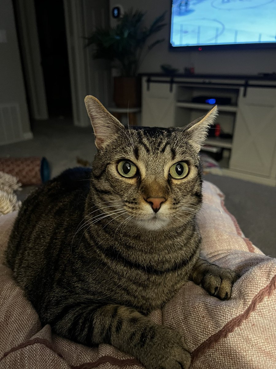 KingDavid318's tweet photo. Mikko says “Not so fast!!!” #TreatsiesForMikko #ISaidAMikkoRantanen #AvsAnimals #OneWayOurWay #StanleyCupPlayoffs https://t.co/Bhs0EokUnZ