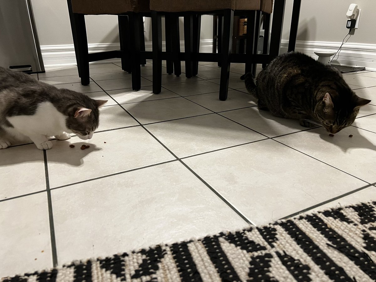 KingDavid318's tweet photo. Mikko says “Not so fast!!!” #TreatsiesForMikko #ISaidAMikkoRantanen #AvsAnimals #OneWayOurWay #StanleyCupPlayoffs https://t.co/Bhs0EokUnZ