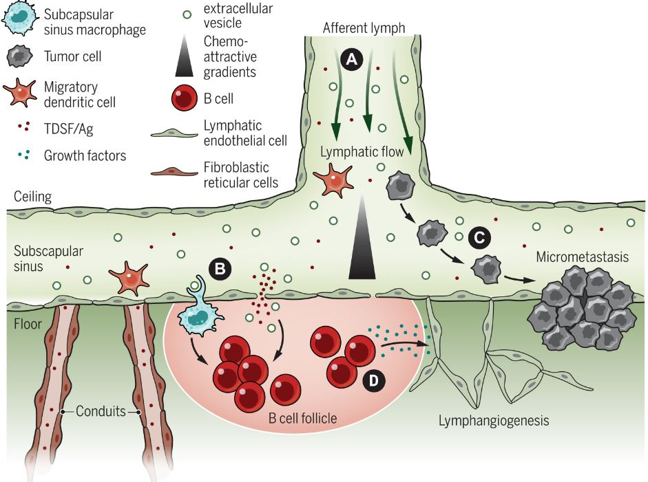 ScienceMagazine's tweet photo. Tumor draining lymph nodes actively remodel in response to tumor growth to directly contribute to immunosuppression and metastasis, argued a 2021 @SciImmunology Review. https://t.co/SDdRNlda1n #WeekendReads https://t.co/ss8XCOAOoY