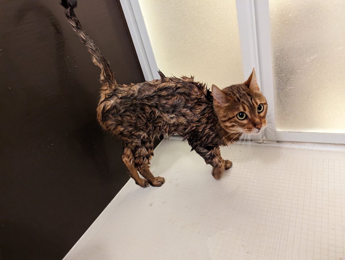 Kinako_b0518's tweet photo. 顔デカねこ〜

しっかり乾かしたら、みんなふわっふわでいい匂いになった
威嚇行動が完全になくなるといいな https://t.co/vZAFwLMiyh