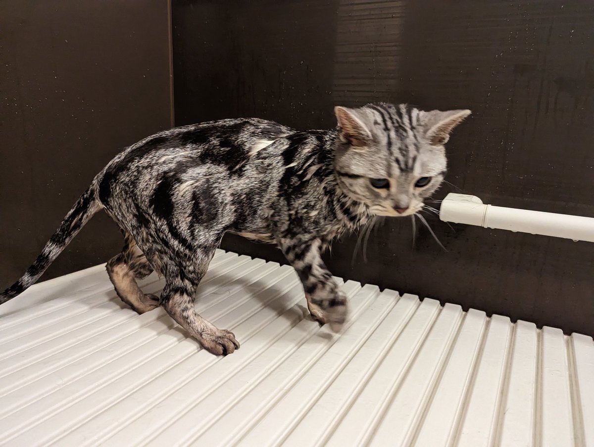 Kinako_b0518's tweet photo. 顔デカねこ〜

しっかり乾かしたら、みんなふわっふわでいい匂いになった
威嚇行動が完全になくなるといいな https://t.co/vZAFwLMiyh