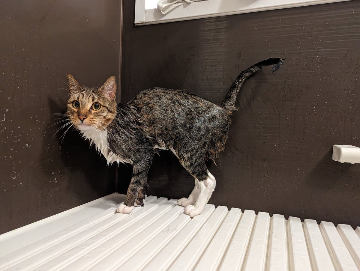 Kinako_b0518's tweet photo. 顔デカねこ〜

しっかり乾かしたら、みんなふわっふわでいい匂いになった
威嚇行動が完全になくなるといいな https://t.co/vZAFwLMiyh