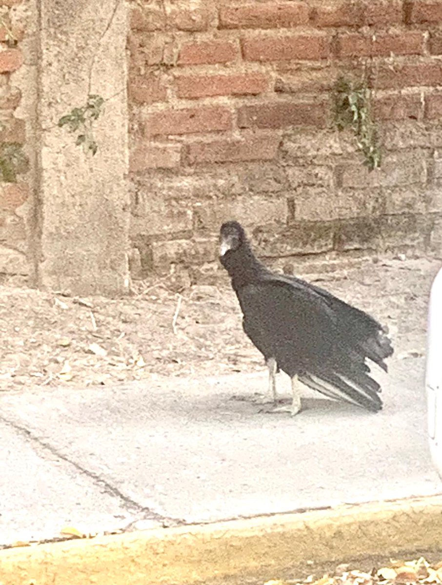por las calles Para entre Chaco y Manaos en colomos providencia se ha visto a este pequeño buitre de 2 meses de nacido tiene 1 ala rota ojalá alguien pueda ayudarlo y encontrarle refugio <a href="/vidanimalgdl/">Vida Animal GDL</a> <a href="/dk1250/">DK 1250</a>