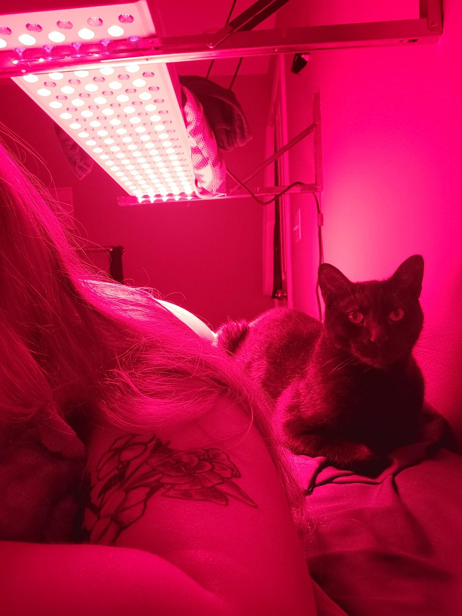 Myxprint's tweet photo. When using the red light, always have a buddy. 🤣

This boy knows the sound of the switch and runs to the room. We literally have to shove him to the side in order to lay on the table too. https://t.co/cCUwalZsga