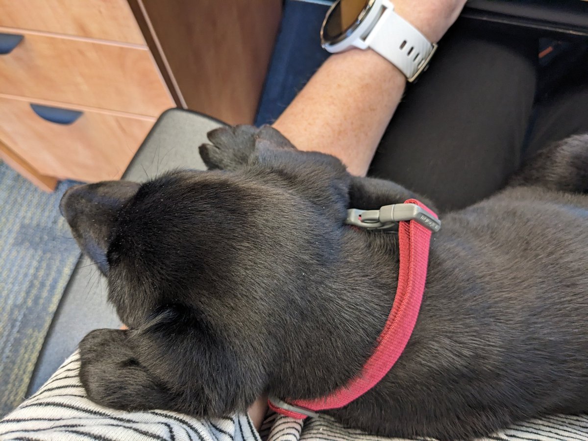 SatoshiGamingTV's tweet photo. Working today was a snuggle fest ❤️ #TherapyDog #HospitalLife https://t.co/jyKc85RTmk
