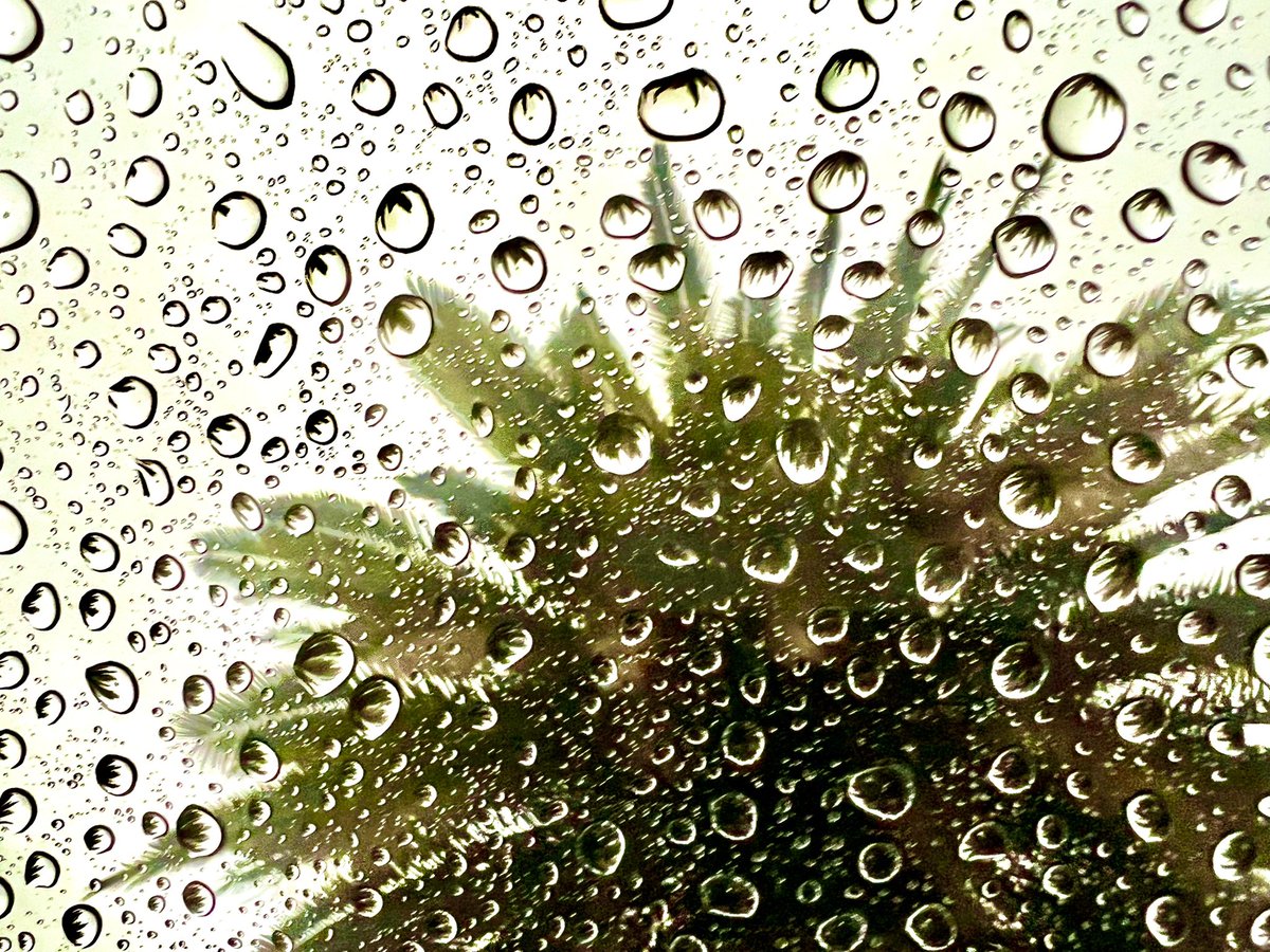 NaiboVisuals's tweet image. Gn Fam

#PatternsinNature
#PIN

Have a peaceful, restful weekend! 
🫶🏾