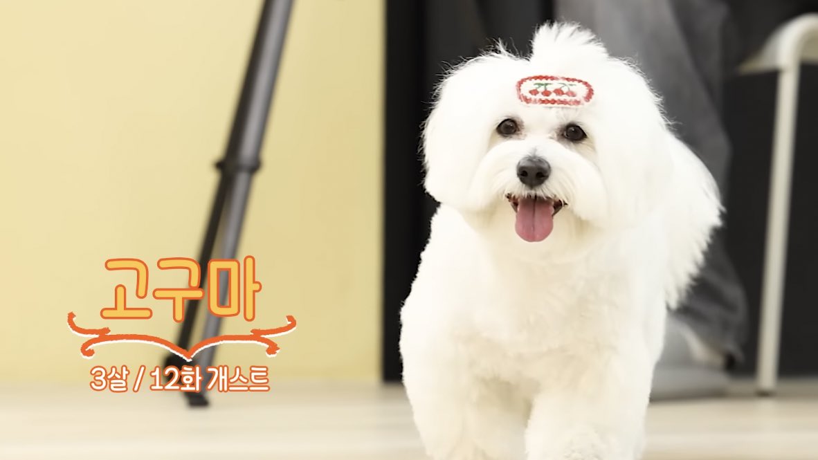 sounds_of_cheol's tweet photo. pretty kkuma with her cherry hairclip 🥹🤍 https://t.co/ycCQ0vyDo1