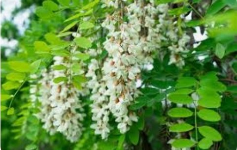 cricri1_1's tweet photo. @xiaozhaning Anche i fiori di acacia ( per chi abita in campagna) sono buonissimi, io li faccio ogni anno 😍 https://t.co/PjnTqBy2Kt