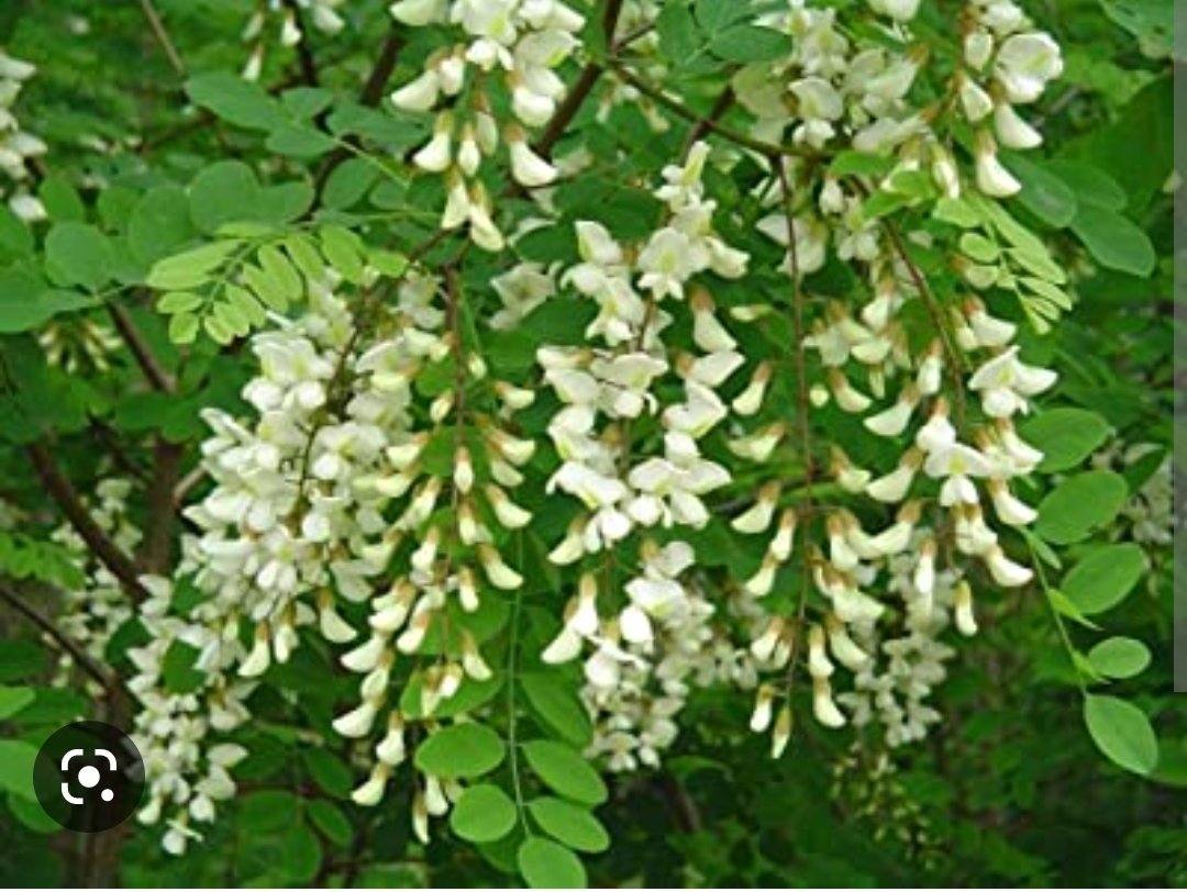 cricri1_1's tweet photo. @xiaozhaning Anche i fiori di acacia ( per chi abita in campagna) sono buonissimi, io li faccio ogni anno 😍 https://t.co/PjnTqBy2Kt