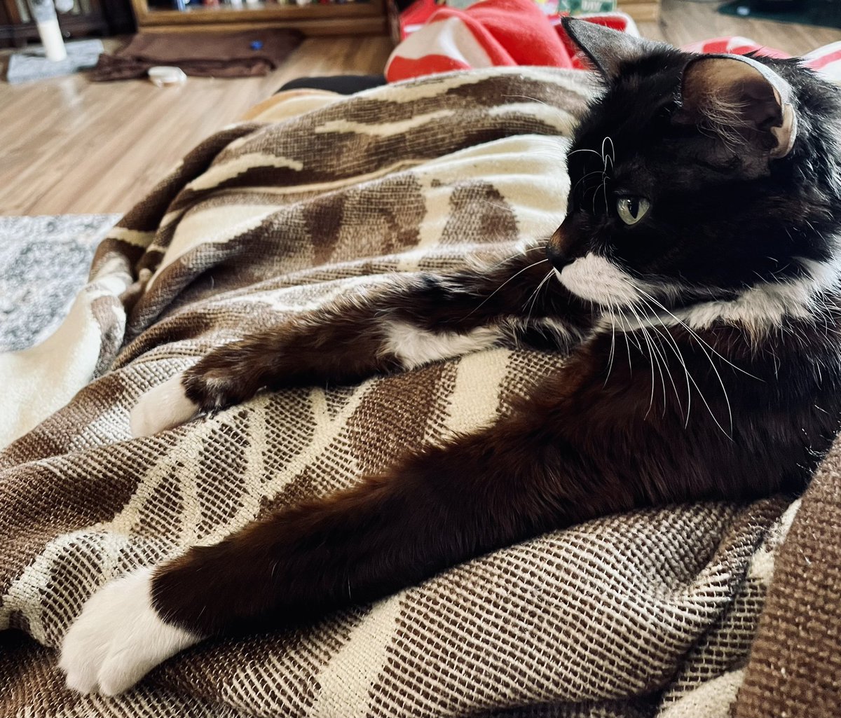 meetcharliechap's tweet photo. I am the wondercat!!😺❤️ #catsofinstagram #charliechaptwc #cats_of_world #catsagram #catscatscats #catsofig #catslover #cats_of_instagram #catsrule #CatsofTwittter #catsoftheday #lovecats #CatsOfTwitter #cute #love #happiness #caturday #podcast #allaboutcats #felinefriends https://t.co/JFcEEeOlyc