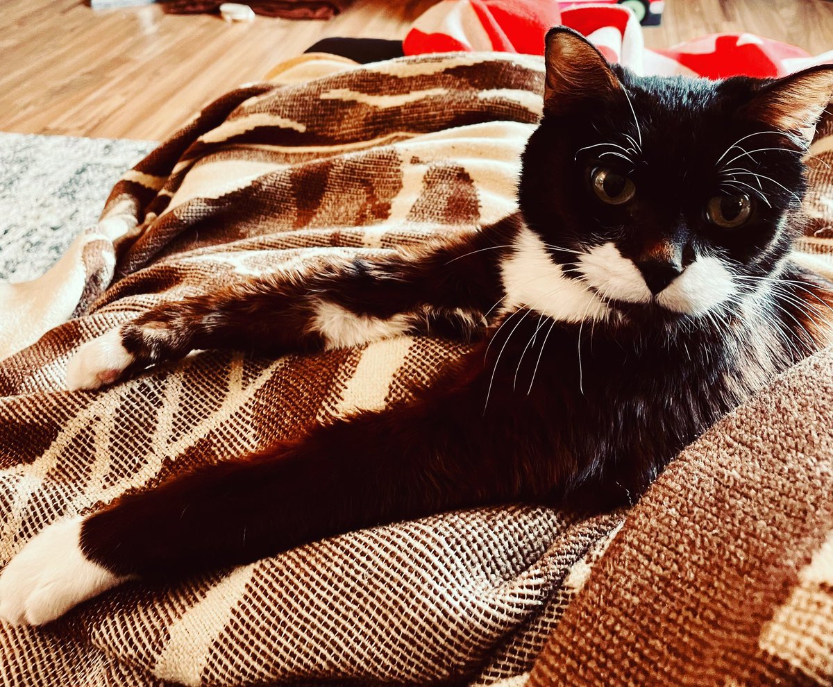 meetcharliechap's tweet photo. I am the wondercat!!😺❤️ #catsofinstagram #charliechaptwc #cats_of_world #catsagram #catscatscats #catsofig #catslover #cats_of_instagram #catsrule #CatsofTwittter #catsoftheday #lovecats #CatsOfTwitter #cute #love #happiness #caturday #podcast #allaboutcats #felinefriends https://t.co/JFcEEeOlyc