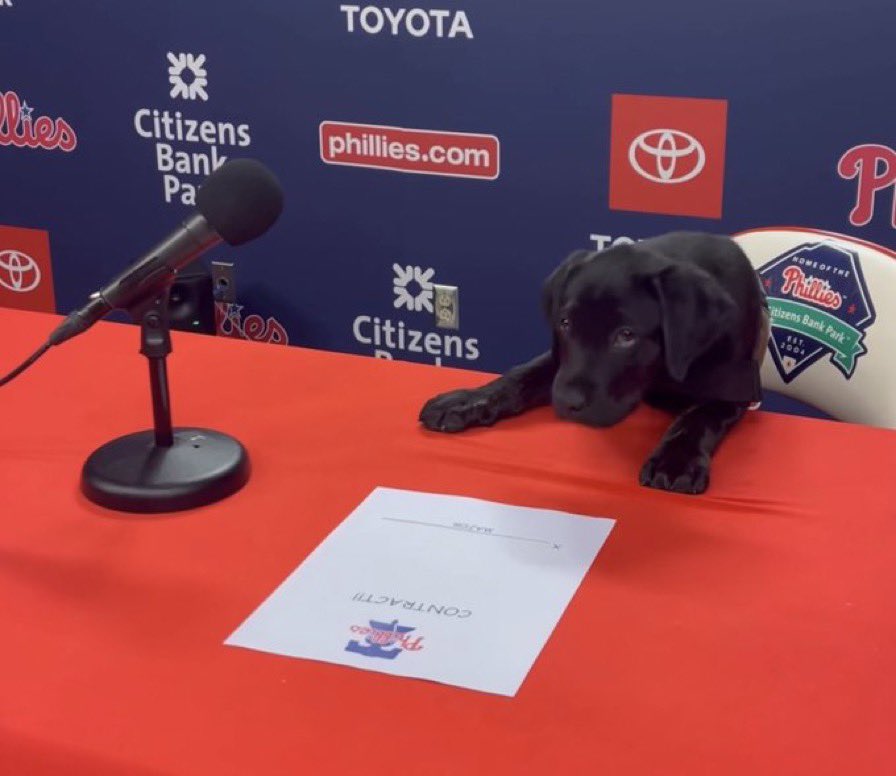 PhillyFanLife's tweet photo. The Phillies are still undefeated since Major became the official team dog 👀 https://t.co/qZ8imeDOQI