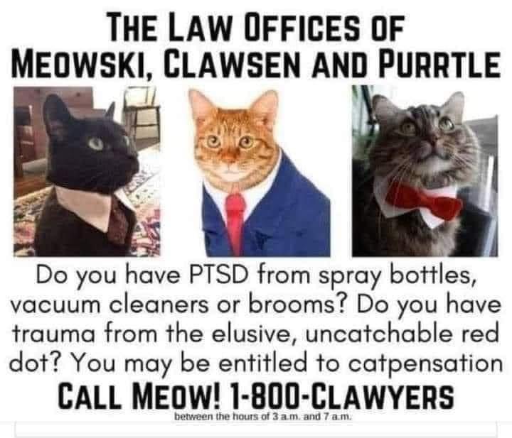 If our pets had attorneys... 

#pets #petproblems #catowners