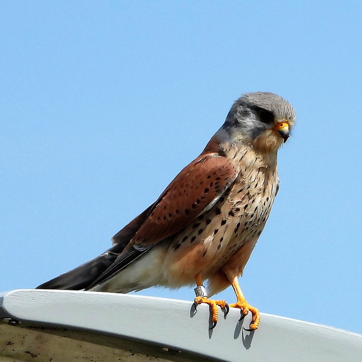 Dit is haast een vast beeld. Vaak zit op de lantaarn op de brug van Maasrijk Blitterswijck. Nu pas zie ik dat hij geringd is...