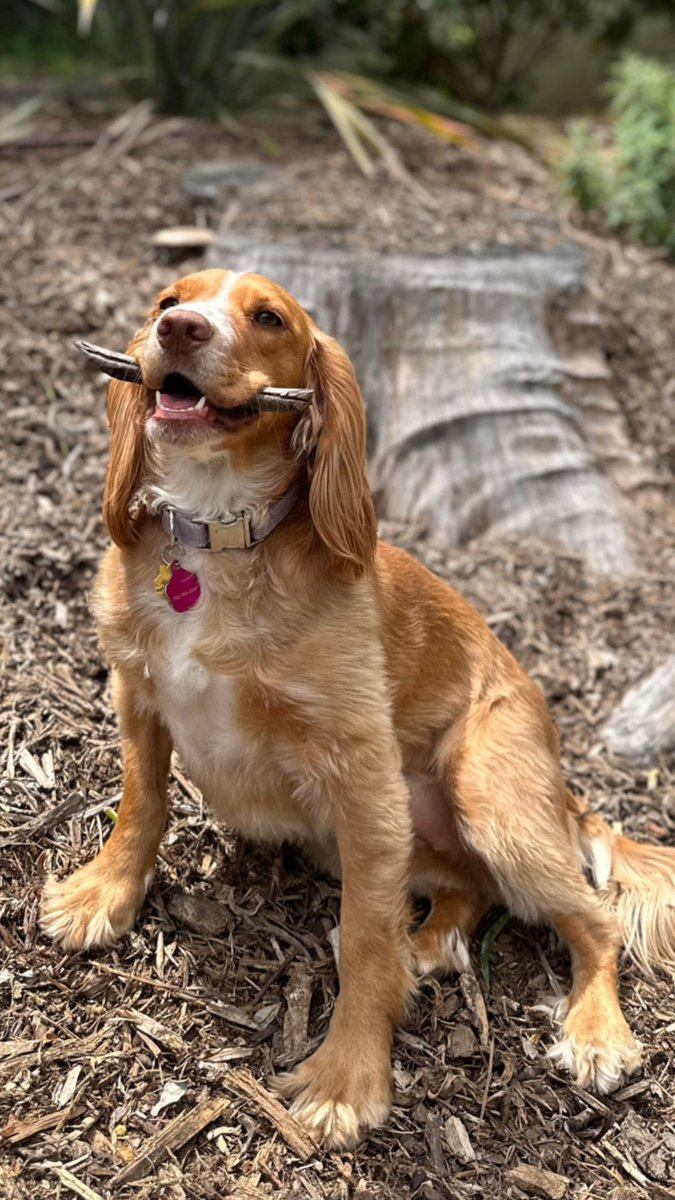 nlombardo2's tweet photo. It’s my birthday weekend so you have to look at a picture of my dog. https://t.co/qJ07sUxaZ9