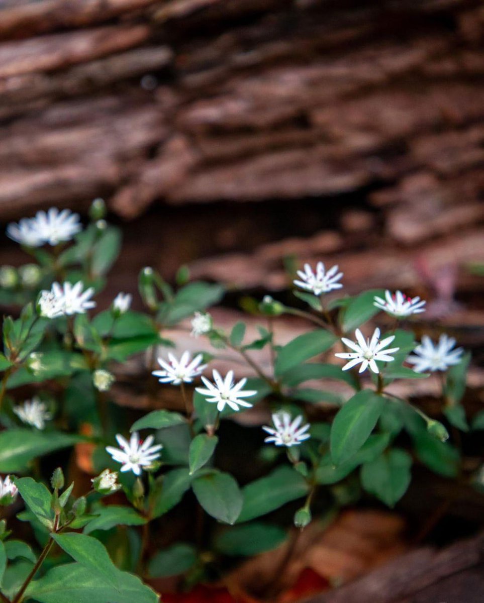 Lilith2435's tweet photo. Very beautiful, many small flowers are blooming nowπ
To be honest, some of the best views are super close to the edge of the cliff, which scares me a bit! Stay safe and always be careful! β
#waterfallwednesday
#explorecarolina #ashevilletrails #discover_carolinas #roamnc https://t.co/IgDEXPGP75
