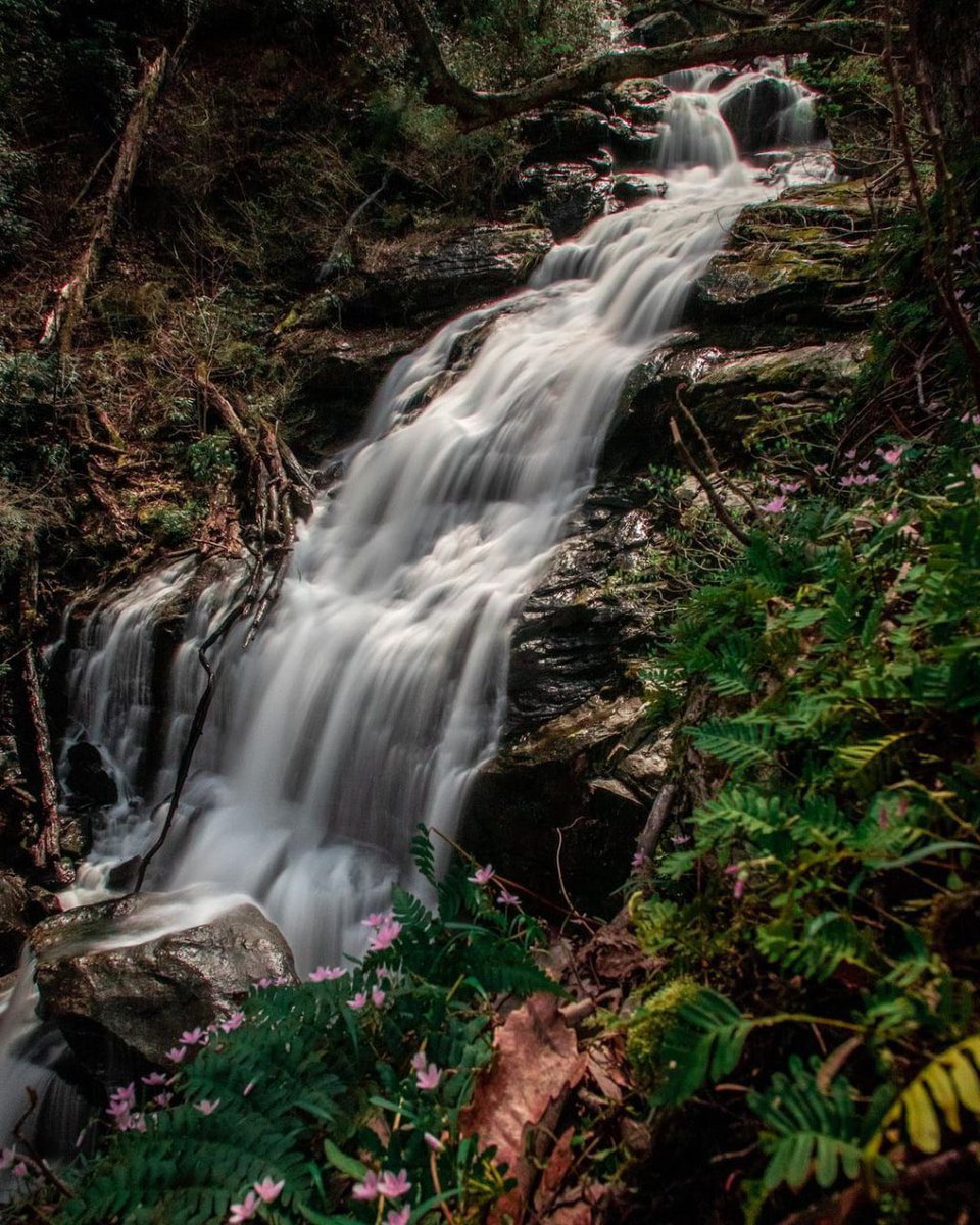 Lilith2435's tweet photo. Very beautiful, many small flowers are blooming nowπ
To be honest, some of the best views are super close to the edge of the cliff, which scares me a bit! Stay safe and always be careful! β
#waterfallwednesday
#explorecarolina #ashevilletrails #discover_carolinas #roamnc https://t.co/IgDEXPGP75