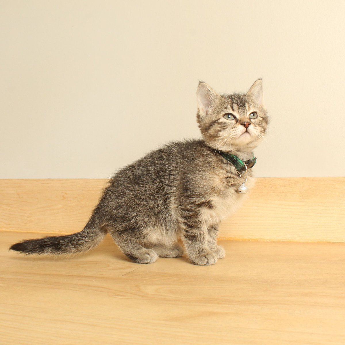 Hey friends! SHH is running low on wet kitten food, and we would really appreciate your help ♥️ Wet food donations can be dropped off or mailed to our Minnetonka location, or you can purchase items from our Amazon wishlist. Thanks for considering! 🐈 amazon.com/hz/wishlist/ls…