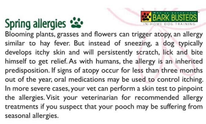 BarkBusterGuys's tweet photo. As we are having nicer weather, going outside is fun again! Make yourself and your dog a safe walk by preventing possible spring allergies🌹🌻🐾

#barkbusterstraining #barkbusterguys  #safewalks #dogspring #dogallergies #petlife #petlove #puppytraining #yegdogs https://t.co/t5ARRTas2G