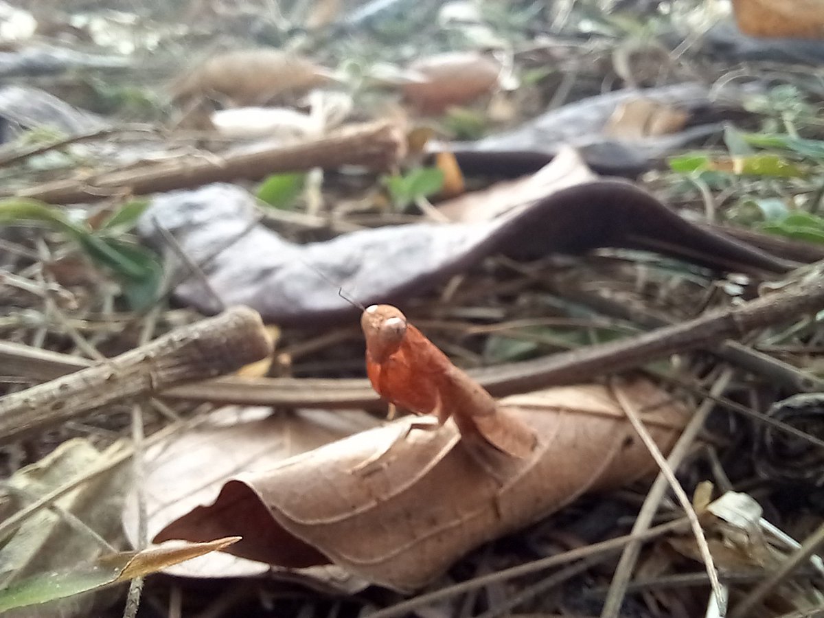 AimonCassandre's tweet photo. Nice insects walk this morning in IISc Bangalore lead by @Saskyavn https://t.co/rp0d5RTkSg