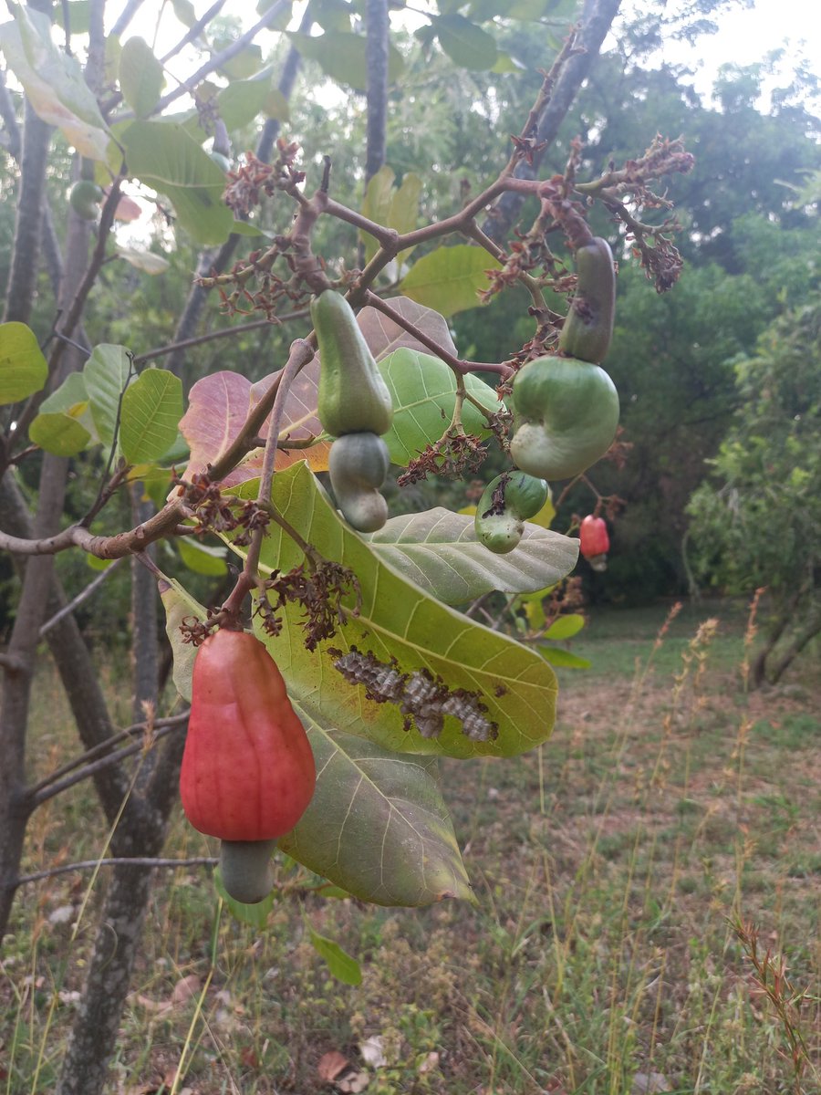 AimonCassandre's tweet photo. Nice insects walk this morning in IISc Bangalore lead by @Saskyavn https://t.co/rp0d5RTkSg