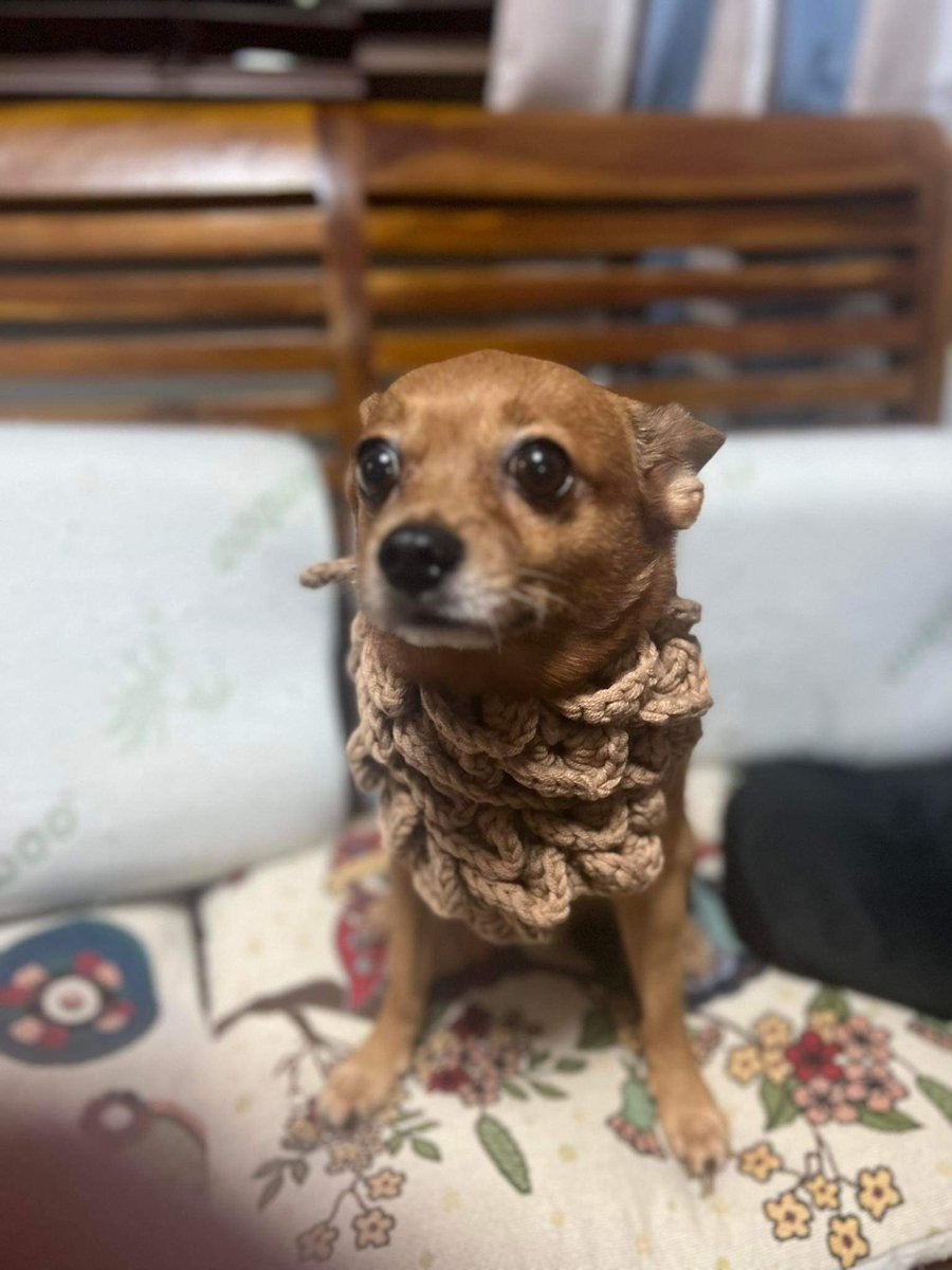 mochistarxz's tweet photo. 🌸 wts lf ph 🌸 

Custom crochet comms!  ◡̈︎  

- dm for custom commissions!
- crocheted pet scarf
- crochet for pets 

# comms crocheted pet clothes pet scarf cats dogs   ◡̈︎ https://t.co/2gOXH77EcF