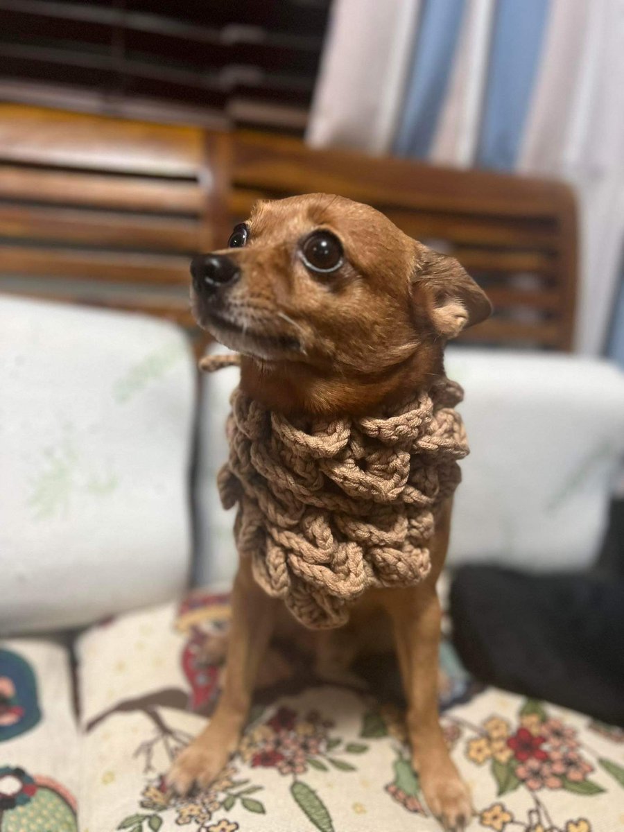 mochistarxz's tweet photo. 🌸 wts lf ph 🌸 

Custom crochet comms!  ◡̈︎  

- dm for custom commissions!
- crocheted pet scarf
- crochet for pets 

# comms crocheted pet clothes pet scarf cats dogs   ◡̈︎ https://t.co/2gOXH77EcF