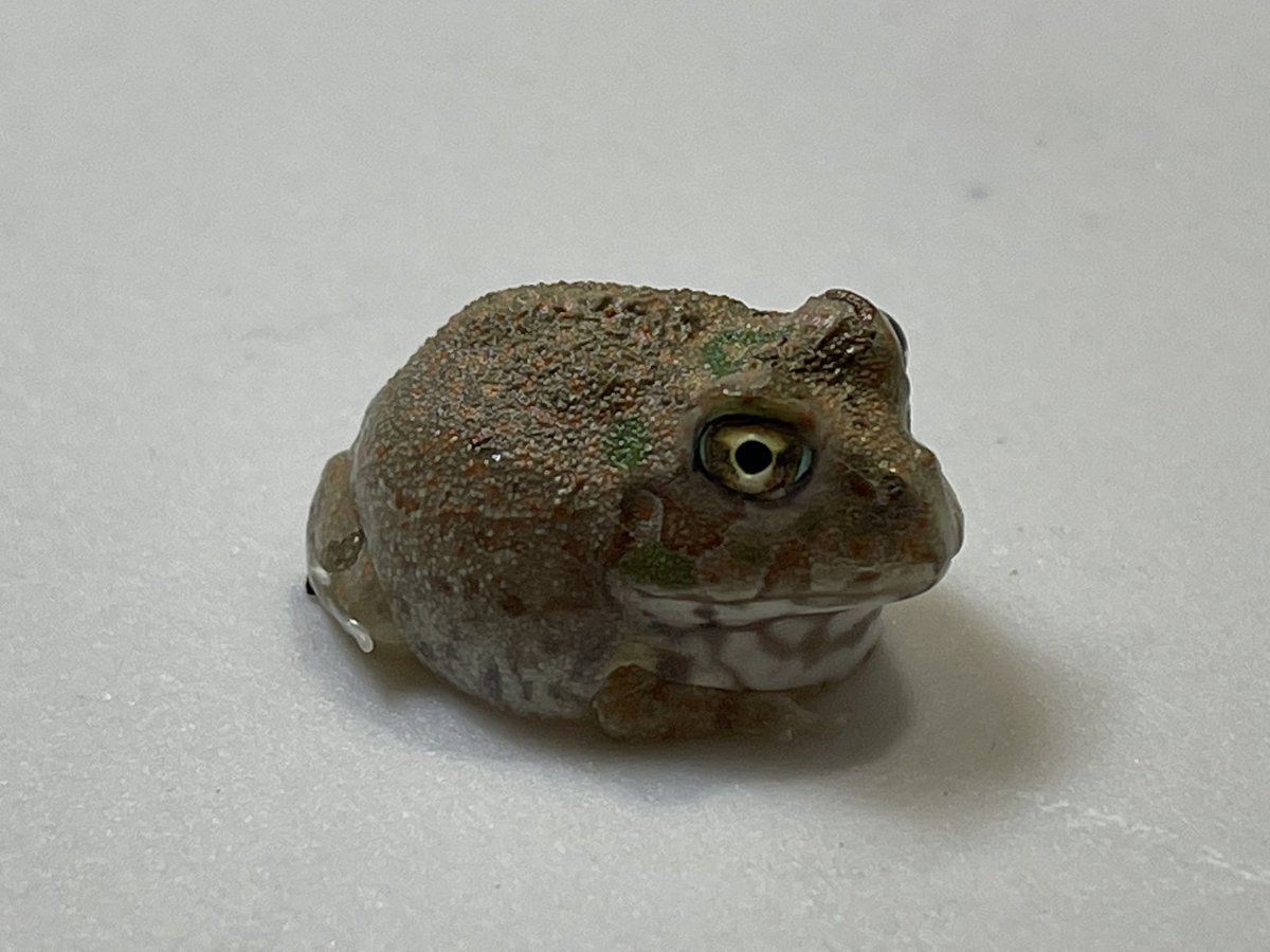 kaeruichido's tweet photo. 明日のアクアリウムバスの準備中です✋
再入荷のマレーハラボシガエルペア取り可やホントに金色のゴールデンフロッグ、まるでピーマンの様なクツワアメガエルビッグサイズペア取り可、チャコガエルも沢山連れて行きますよ🐸
ゴールデンウィークなので1日イベントでは稀な八ケロくじも開催致します👍 https://t.co/bgqpXUrs9q