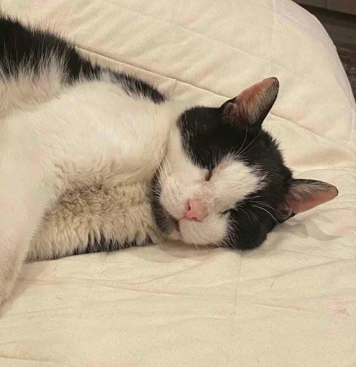 PHILADELPHIA, PA!!

pierre is looking for a home. he would thrive in a single-cat household. he loves making biscuits, sleeping, and eating more meals than he should. he's cautious and a little shy but getting so much braver day by day!!