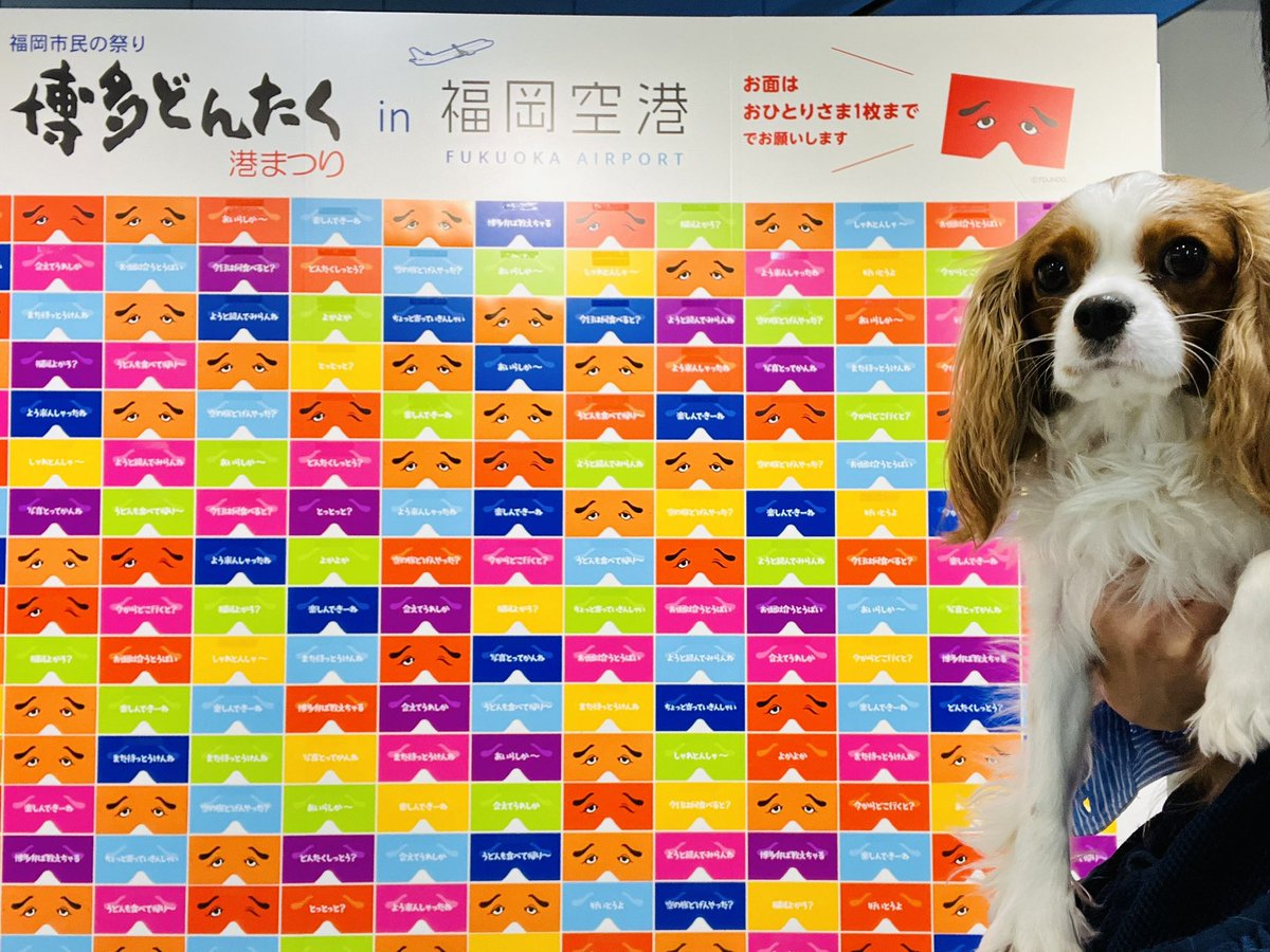 Princess_Kirara's tweet photo. I’m now in Fukuoka🎂❣️🐶
りりぃ、ふくおかナウ✈️❣️🐶

#福岡空港どんたく2023 https://t.co/qvt6C3TJ10