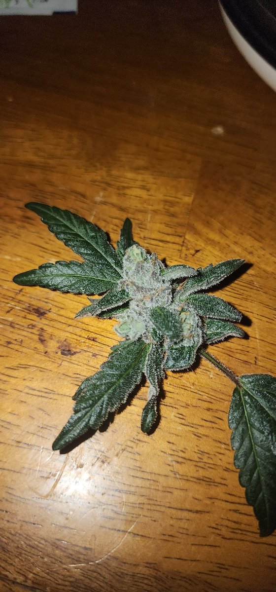 dutheyny's tweet photo. Here's a little tester bud going to use the scope https://t.co/nwZjTuLEJc