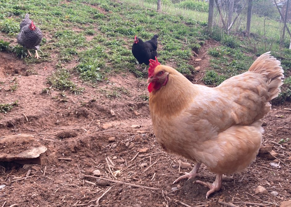 JumpingTreeFarm's tweet photo. Another rainy day brought out the worms for our chickens, they don't mind a cool spring shower every so often! #chickens #freerange https://t.co/pEOGyhHGL4