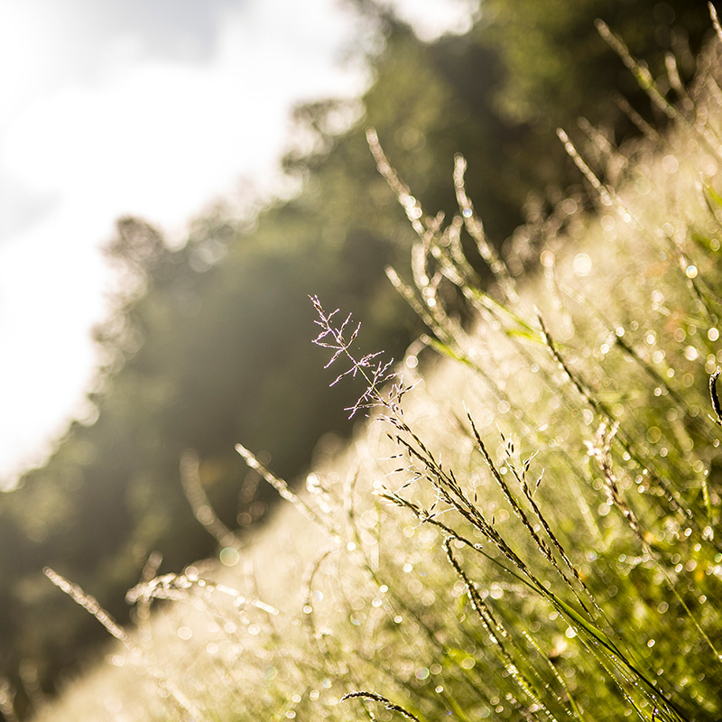 AtelierTuffery's tweet photo. La nature s’émerveille en Cévennes et dévoile ses belles couleurs de printemps 🌱
#nature #cevennes #modeethique #sustainablefashion #ateliertuffery https://t.co/vOvNbi8Hb4