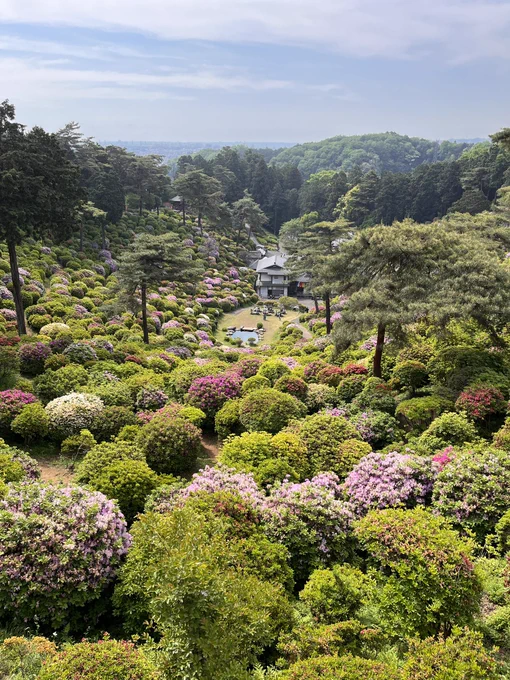 塩船観音寺を初めて訪れた時、極彩の家描こうって思ったので思い出の場所です🌸
御朱印が迫力あってすごくカッコいいのだ〜! 
