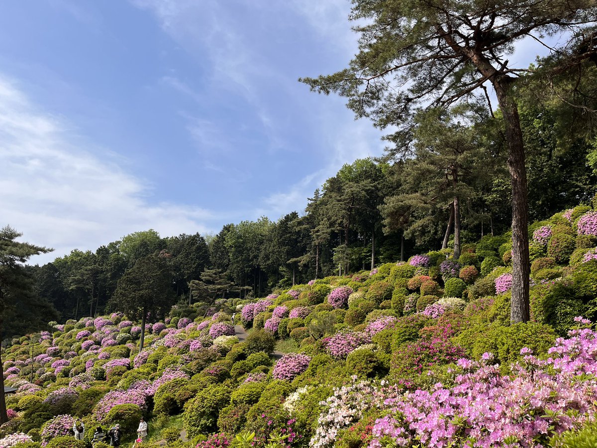 塩船観音寺を初めて訪れた時、極彩の家描こうって思ったので思い出の場所です🌸
御朱印が迫力あってすごくカッコいいのだ〜! 