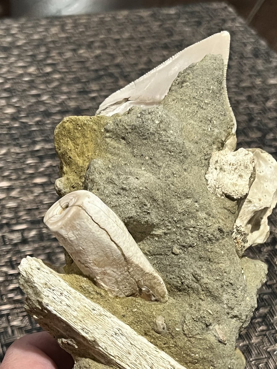 Whtwhalequarry's tweet photo. #FossilFriday Treasures from the #Sharktooth Hill bonebed.  Matrix piece find with 3” #Megalodon tooth, rib bone section, &amp; vertebrae.  On the back side leatherback turtle scute and desmostylus tooth section. https://t.co/kYfQYNgVg9
