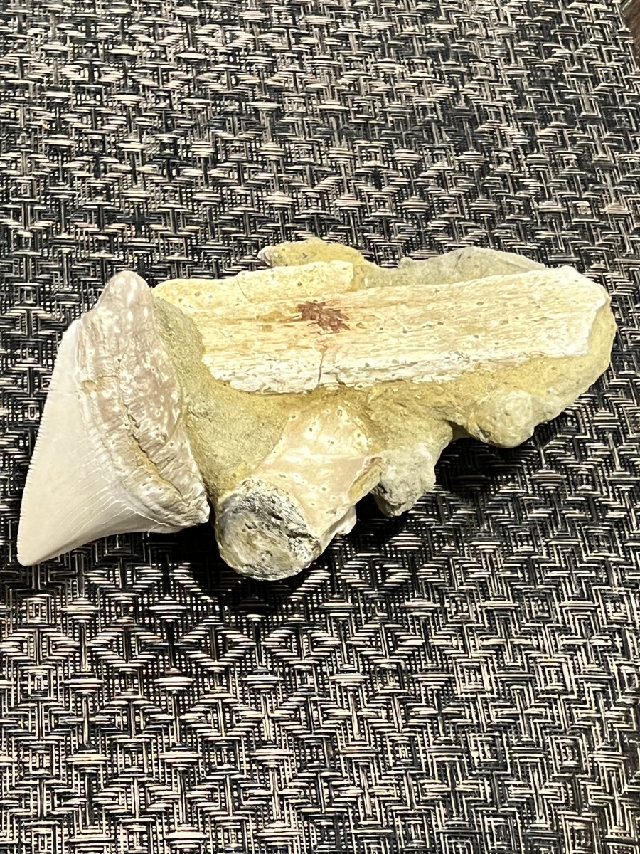 Whtwhalequarry's tweet photo. #FossilFriday Treasures from the #Sharktooth Hill bonebed.  Matrix piece find with 3” #Megalodon tooth, rib bone section, &amp; vertebrae.  On the back side leatherback turtle scute and desmostylus tooth section. https://t.co/kYfQYNgVg9