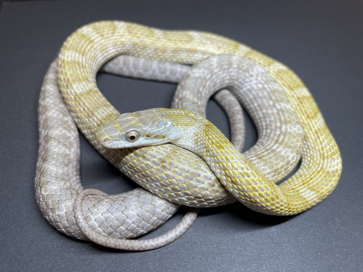 話題に乗っかる形になるけど
地元産のWC持ち腹アオダイショウから
産まれた色彩変異さんです