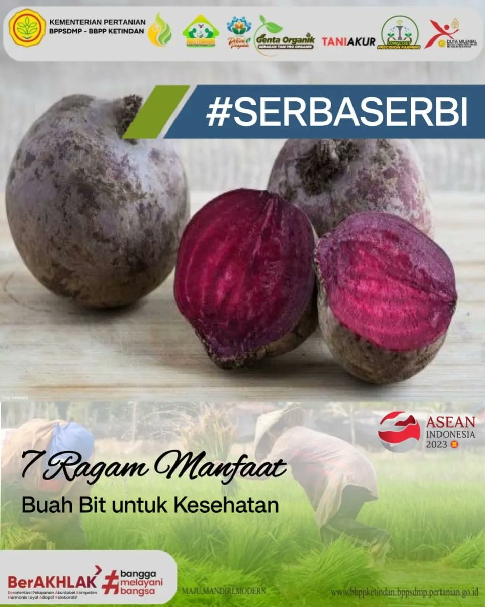bbppketindan's tweet photo. Selamat berlibur lagi yaa SobaTani Ketindan.
Edisi Sabtu yang rada-rada sejuk dan mendung ini, mimin kasih info serba serbi seputar manfaat buah bit bagi kesehatan.
Info menarik ini jangan sampai dilewatkan gitu aja yaaa Sob
#infobbppketindan #infoserbaserbi #buahbit https://t.co/acNSGq2vx7
